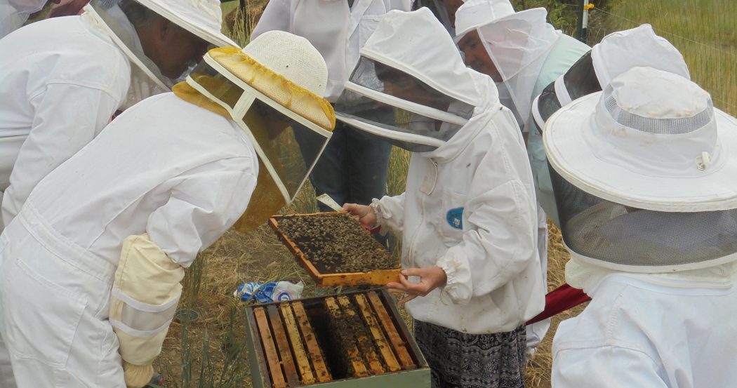 Why Do Beekeepers Give Up?